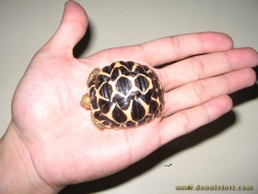 baby star tortoise